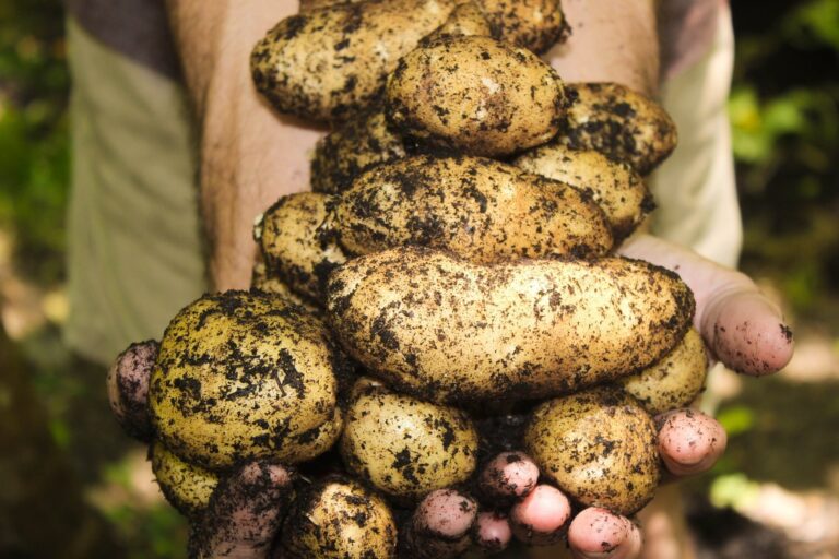 Potatis – en billig och nyttig råvara