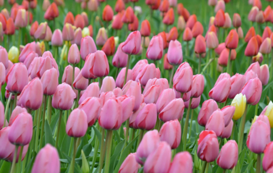 laxsuffle och laxterrin