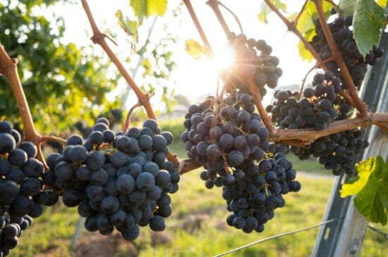 vingård för vin
