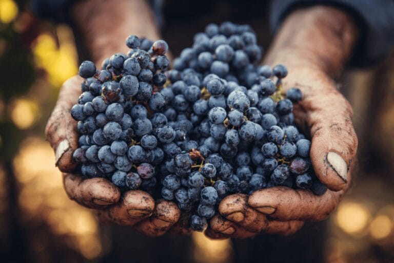 Druvguiden: Cabernet Sauvignon – druvan i en klass för sig