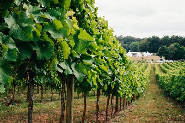 3 svenska vingårdar i toppklass