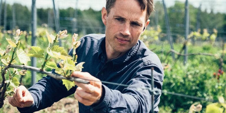 Svensk vingård satsar hundratals miljoner